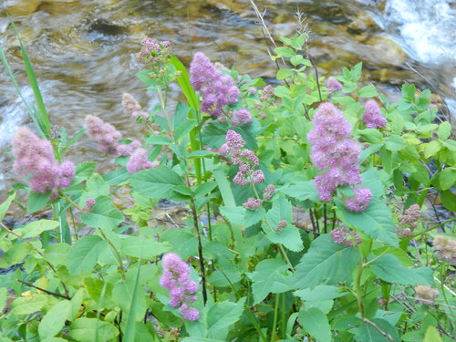 Spiraea pyramidata
