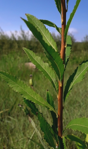 Spiraea salicifolia