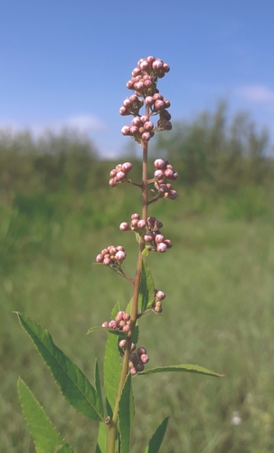 Spiraea salicifolia