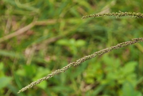 Sporobolus indicus