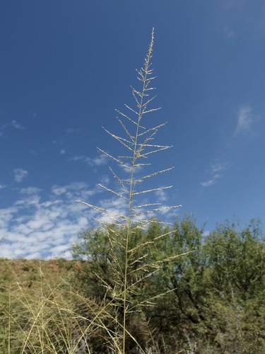 Sporobolus wrightii