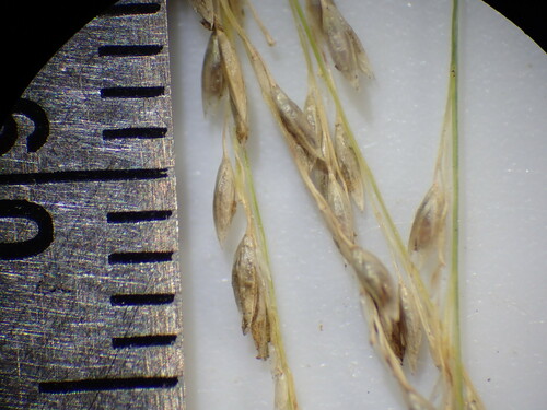 Sporobolus wrightii