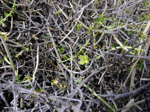 Stachys aurea