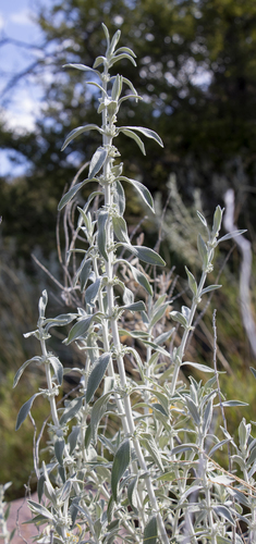 Stachys burchelliana