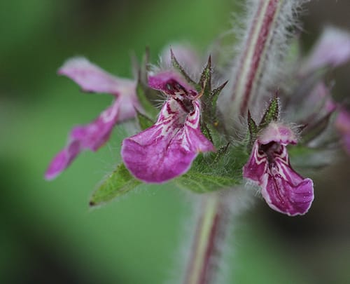 Stachys heraclea