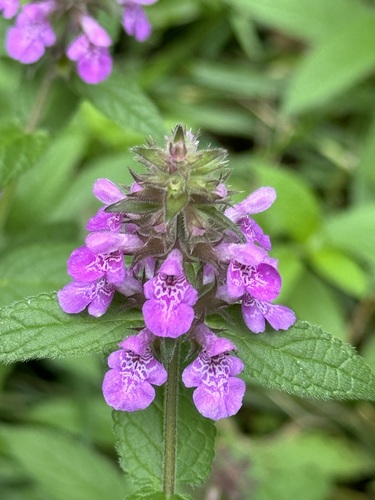 Stachys palustris