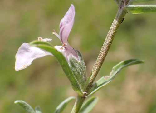 Stachys spathulata