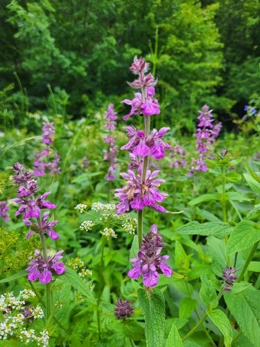 Stachys spectabilis