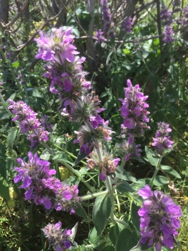 Stachys spectabilis