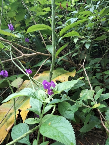 Stachytarpheta mutabilis