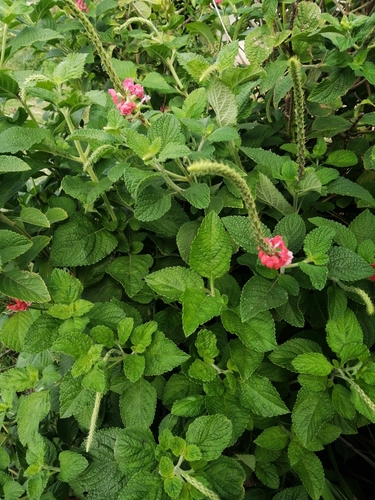 Stachytarpheta mutabilis
