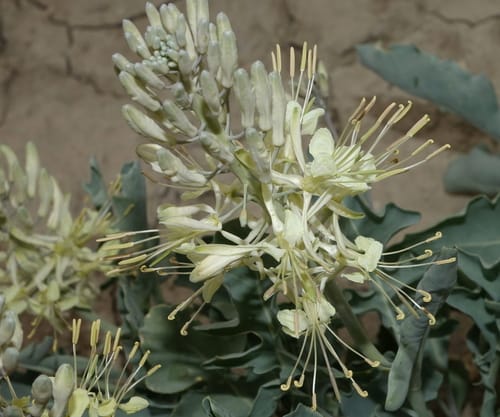 Stanleya albescens