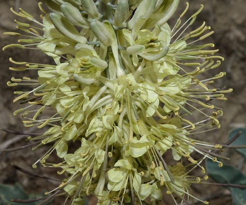 Stanleya albescens