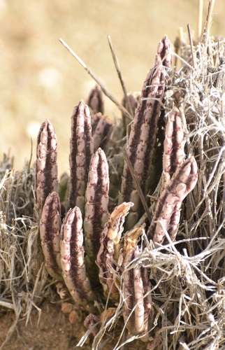 Stapelia olivacea