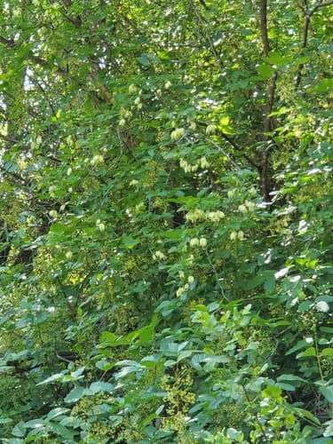 Staphylea bolanderi