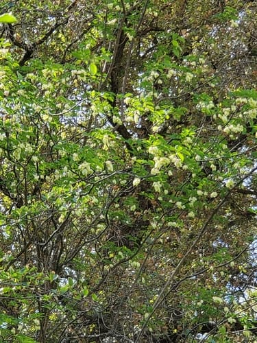 Staphylea bolanderi