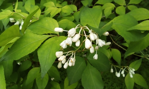 Staphyleaceae
