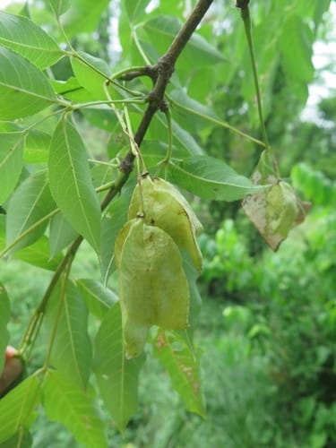 Staphylea holocarpa