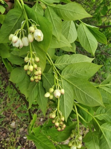 Staphylea pinnata