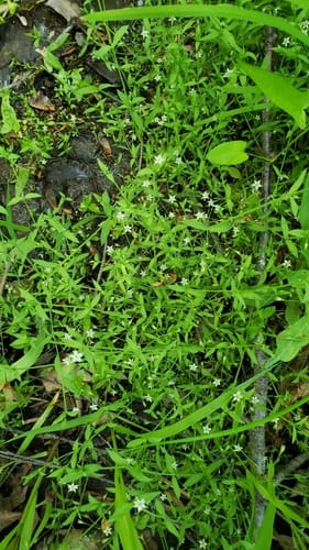 Stellaria alsine