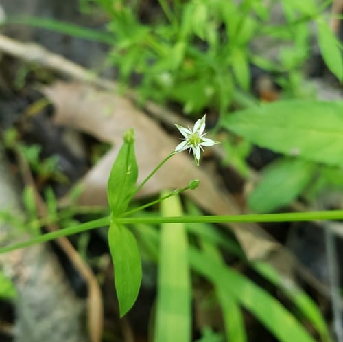 Stellaria alsine