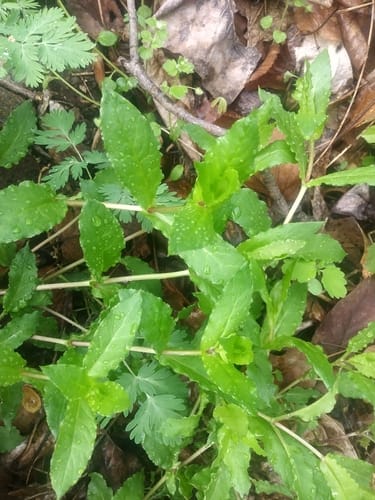 Stellaria aquatica