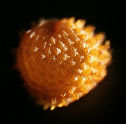 Stellaria media