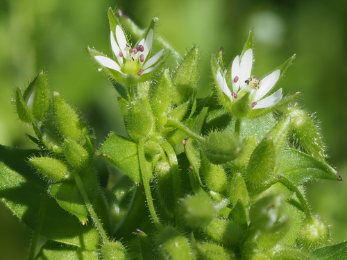 Chickweed