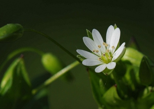 Stellaria neglecta