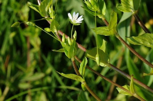 Stellaria neglecta