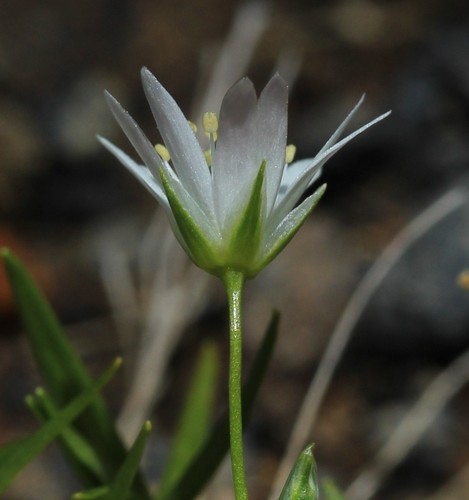 Stellaria nipponica