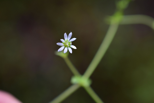 Stellaria ovata