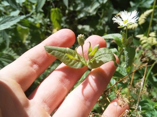 Stellaria radians