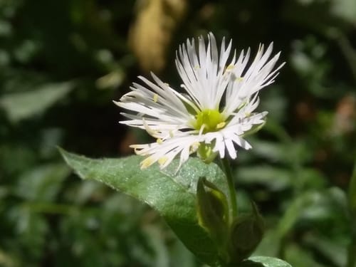 Stellaria radians