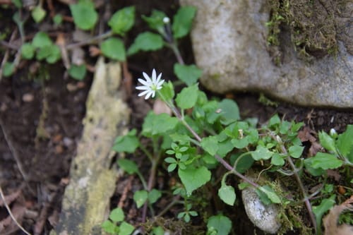 Stellaria sessiliflora
