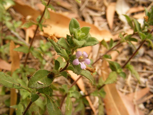 Stemodia lythrifolia