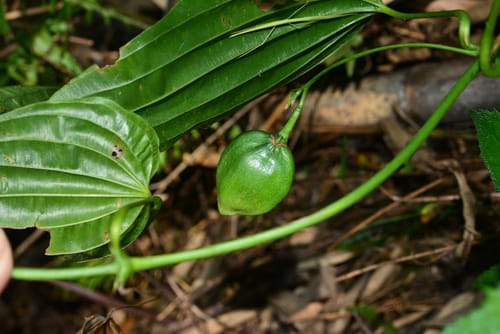 Stemona tuberosa