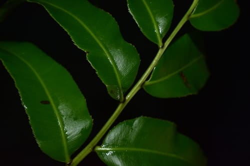 Stenochlaena palustris