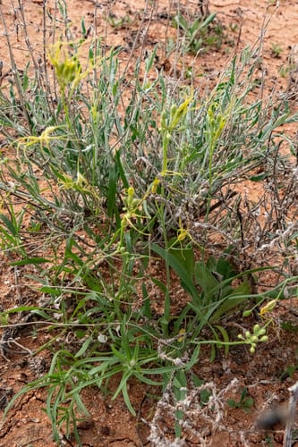 Stenopetalum nutans