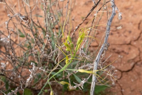 Stenopetalum nutans