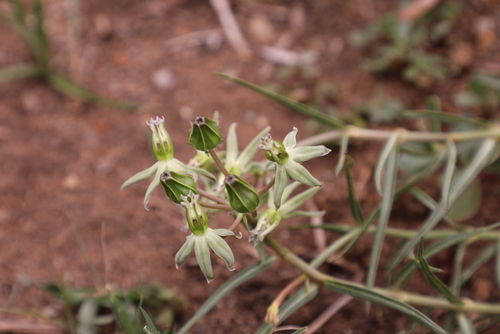 Stenostelma eminens