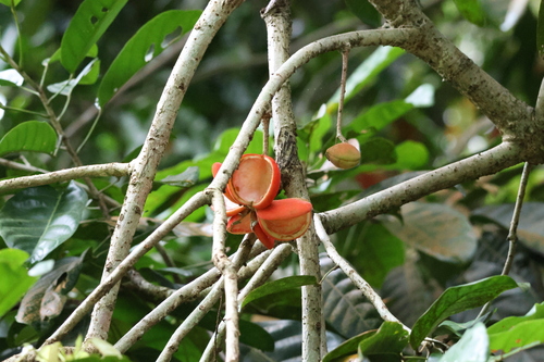 Sterculia parviflora