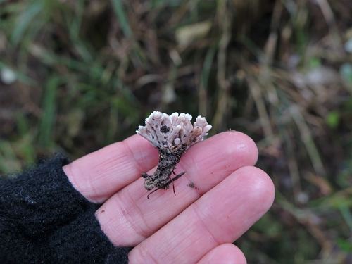 Stereopsis hiscens