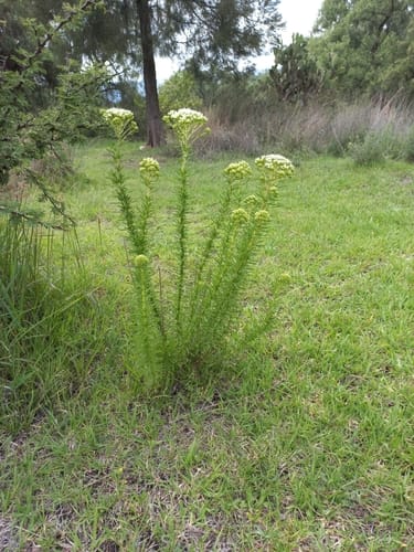 Stevia serrata
