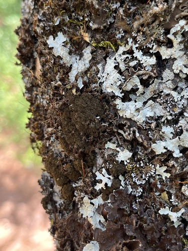 Sticta amplissima