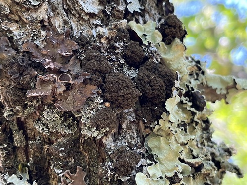 Sticta amplissima