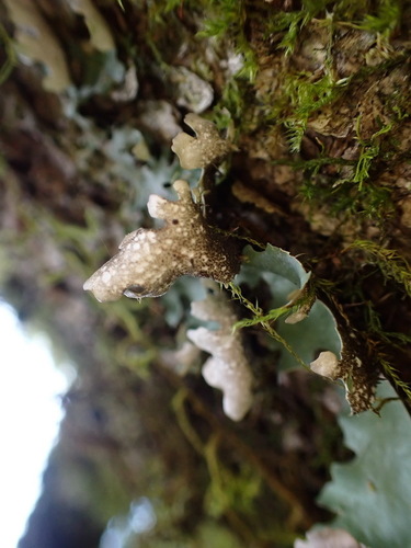Sticta nylanderiana