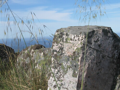 Stipa gigantea