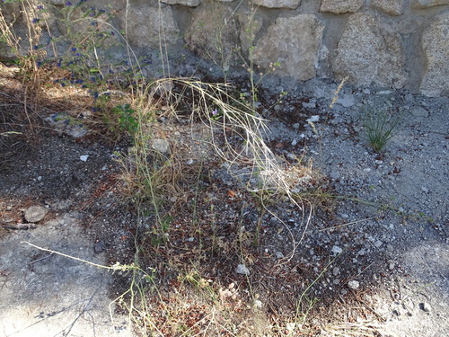 Stipa lagascae