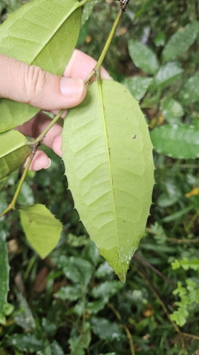 Streblus ilicifolius